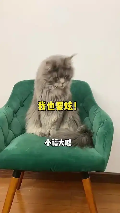  又被我家猫嘲讽了小福最后的表情绝了