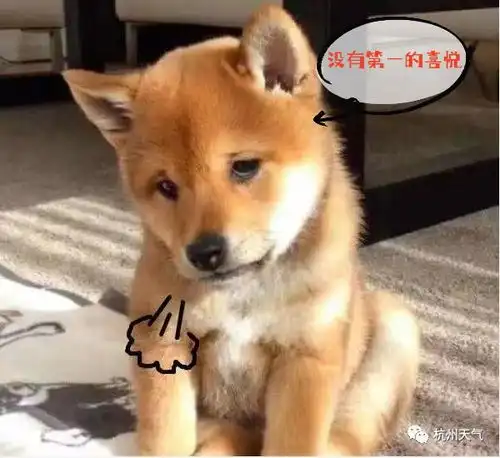 一只柴犬抱着鱼表情包do