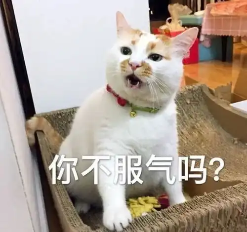  猫咪真的是我见过最有眼力见的动物了