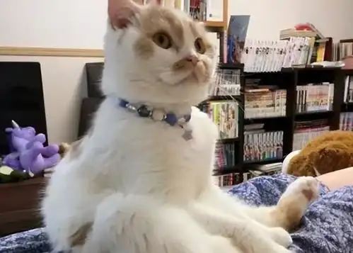  猫咪通人性的行为,养到的主人很幸福
