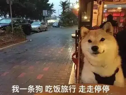 单身狗证表情包杜淳