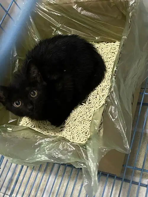  长沙小黑猫领养