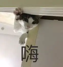  全新猫咪斗图表情包来啦