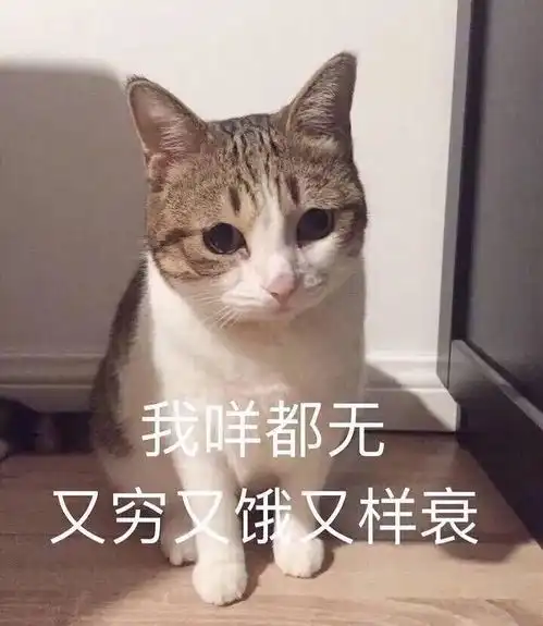 可爱猫咪表情包斗图专用