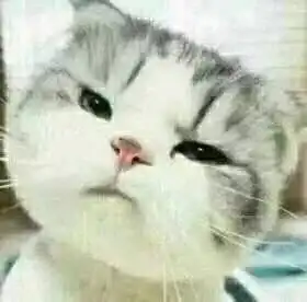  超级可爱的猫猫表情包,你有了吗