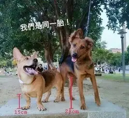 傻眼表情包狗狗短腿
