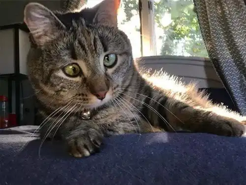 身患残疾的猫咪被丢弃在垃圾堆,流浪5个月后重获幸福并爆红网络