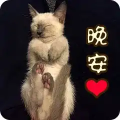  全新猫咪斗图表情包来啦