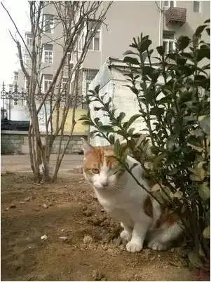  帮它们度过这个寒冬,我们需要你