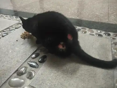  如何救助小区受伤的流浪猫