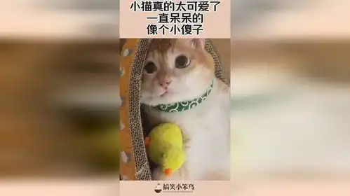  小猫真的太可爱了,一直呆呆的,像个小傻子