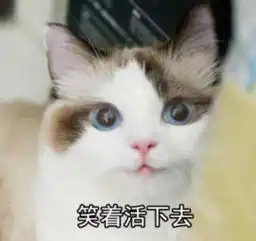  十大超人气网红猫你认识几个