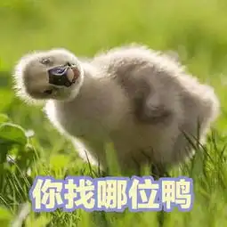  小鸭鸭太可爱辣