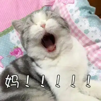  单身猫变小霸王孤独小猫综合症,原来这么可怕
