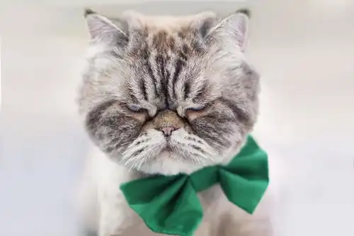  点击来源直接获取大图文件表情愤怒的猫摄影搞笑猫猫高清大图