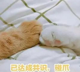  猫咪表情包合集你都没有胸,凶什么凶