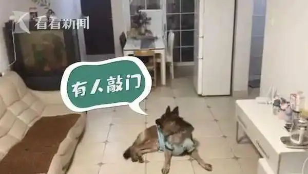  狗狗开门取快递,这波这操作厉害了快递员都看傻了