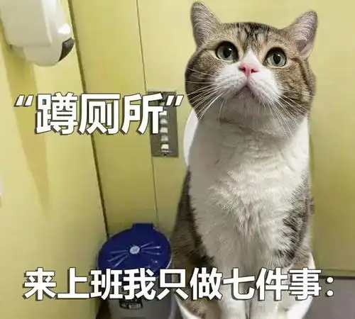 猫猫表情包高清打工