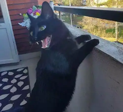  猫咪第一次去阳台看世界,这家伙露出的表情,让我佩服