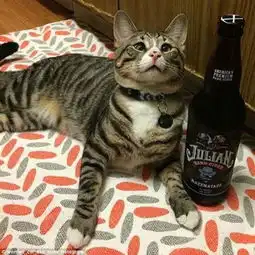 担心猫走红国外网络斗鸡眼表情太搞笑