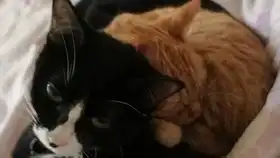  家里的第二只猫,小橘子和黑猫警长第一见面很尴尬