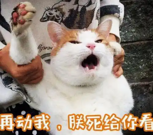  大橘离家出走被主人半路给截住,这挣扎的小表情放开我,我要自由