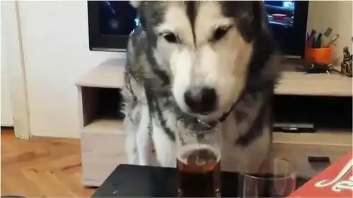  哈士奇偷喝高度烈酒,喝醉了竟开始耍酒疯,舌头放不回嘴里
