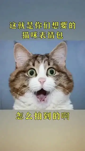  这就是你们想要的猫咪表情包