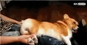  主人趁柯基熟睡,剪掉其屁股上的毛,醒来后的狗狗竟如此表情