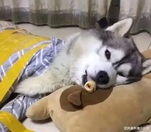  为了防止二哈拆家,铲屎官想了一个办法,二哈你别是个傻子吧