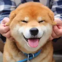  戈赞告诉你狗狗的五大常识