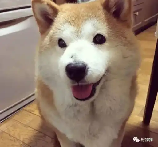  柴犬胖出了两块儿胸肌,最终不得不走上了减肥之路
