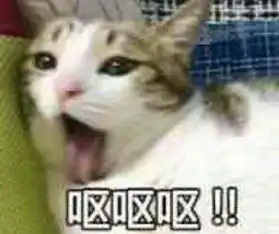  萌你一脸可爱小猫咪表情包集锦