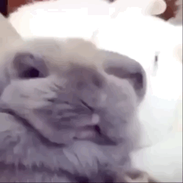  给动物画手系列表情包三