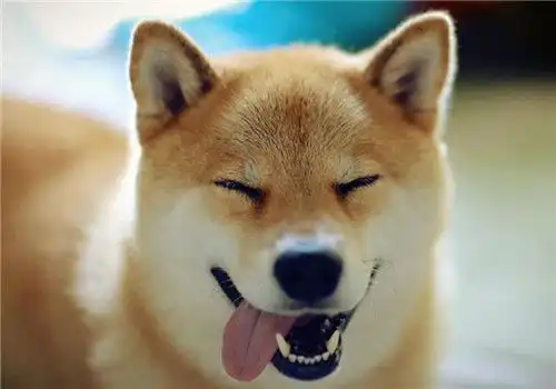  狗狗可以吃的蔬菜