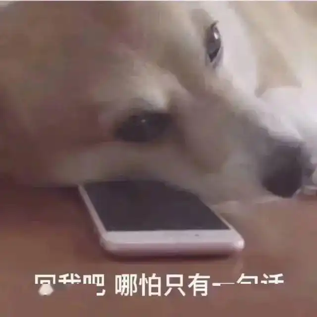  适合发给自己家狗子的表情包