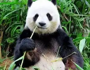  顶级猫粉李宇春成为大熊猫推广大使
