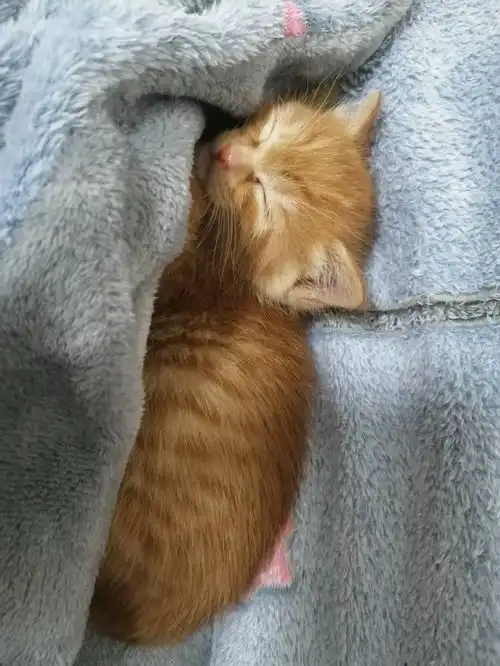  常州小黑猫无偿找领养