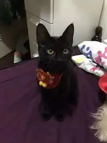  小黑猫粘到鼠板拼命挣扎哀嚎,幸好遇到好心店员将它救下...