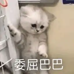  难过要发泄你家猫伤心时会哭吗