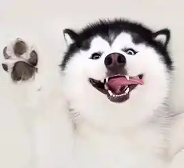 你家拆家犯二的是二哈,别人家的才是哈士奇 你家拆家犯二的是二哈,别人家的才是哈士奇