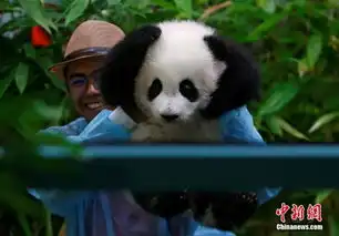  马来西亚新生大熊猫宝宝首亮相小爪爪抱脑袋表情萌化