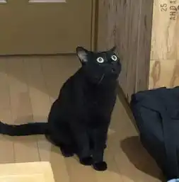  我宠它据说,这是猫界一个全新的物种
