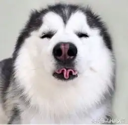 哈士奇吐舌头表情包狗狗