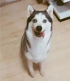  有料哈士奇因犬瘟留下后遗症,舌头歪着,眼睛却像戴了美瞳