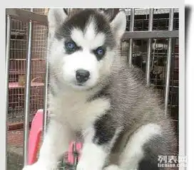  帅气英勇小哈士奇,包健康,签协议,快来抢购