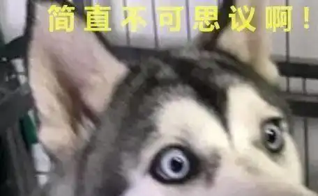  哈士奇老是拆家一根骨头就能解决,见到骨头的二哈成了个表情包