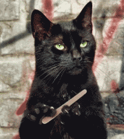 尖叫黑猫表情包gif