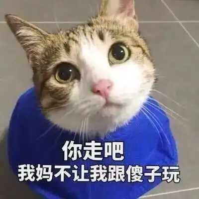  高频率使用的猫咪表情包第三期