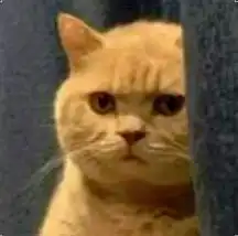  听说有人想要这只猫的表情包,原则上属于商业机密不外传的